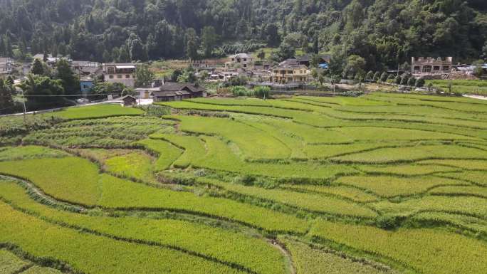 贵州湄潭稻米航拍