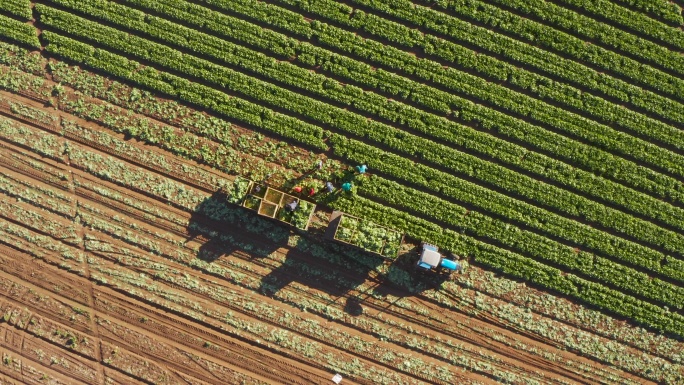 农场工人收割莴苣