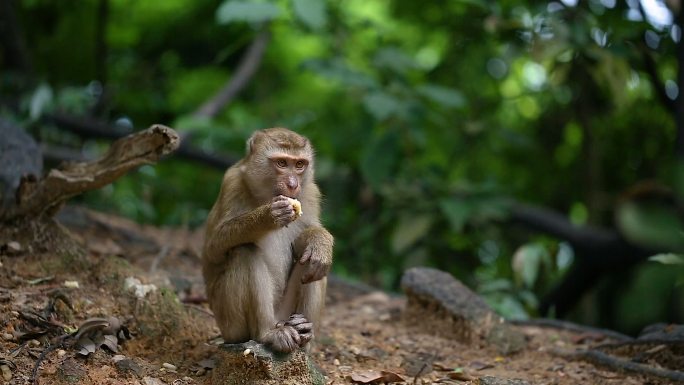 猴子生活在泰国普吉岛的天然森林里。