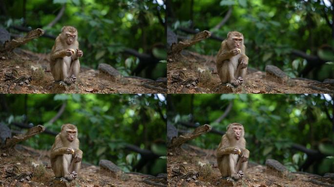 猴子生活在泰国普吉岛的天然森林里。
