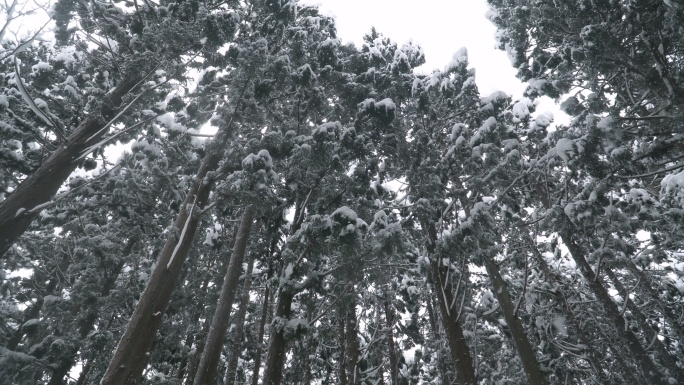 雪落在白桦村的松林中