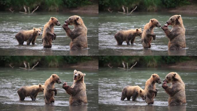 正在进食的熊家庭
