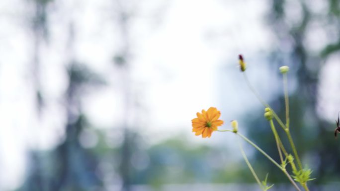 【4K】唯美野花空镜头