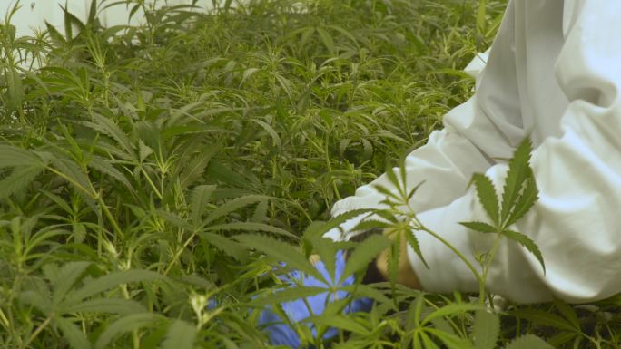 大麻农场质量控制