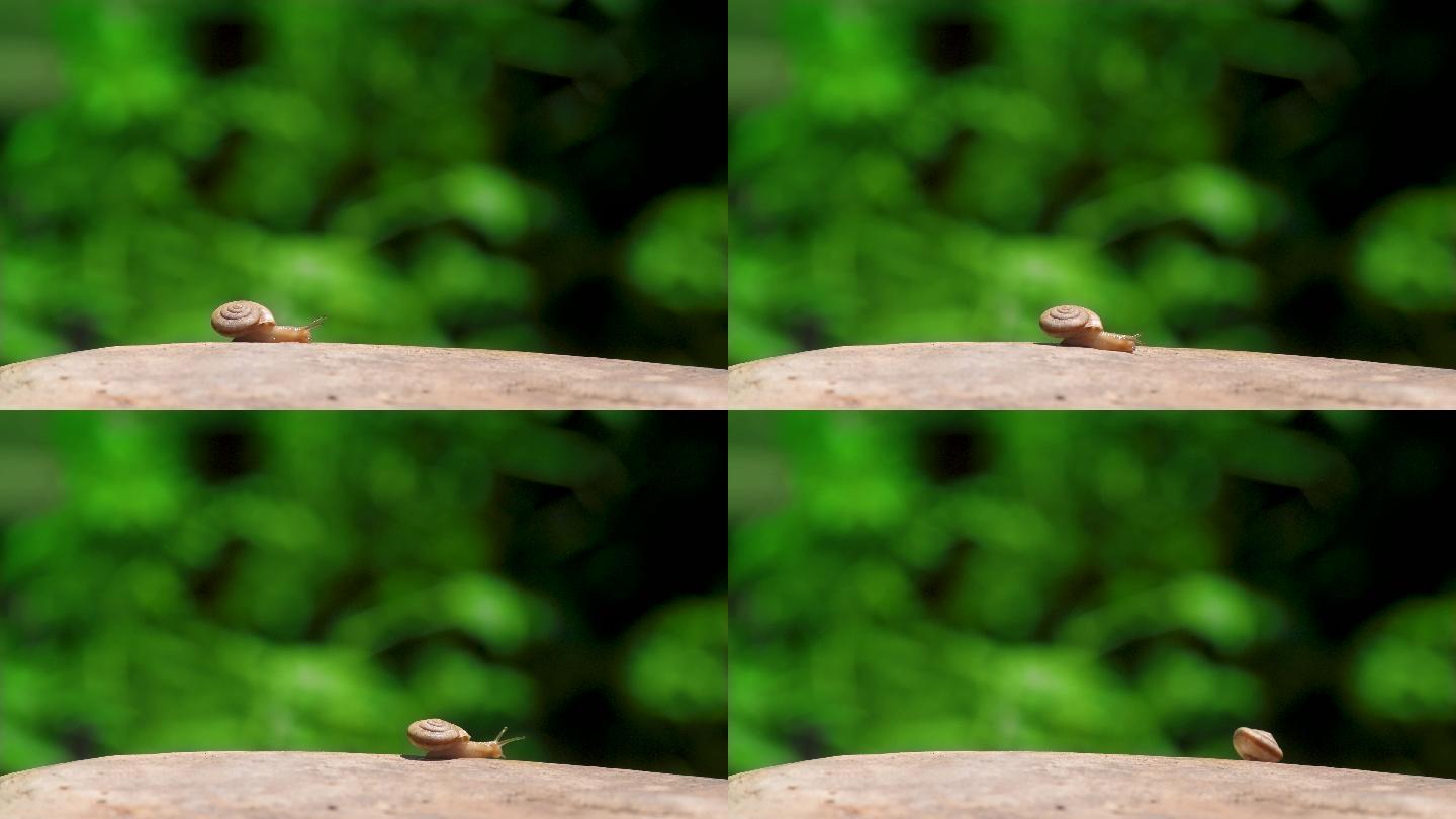 4K视频素材一只爬行的蜗牛