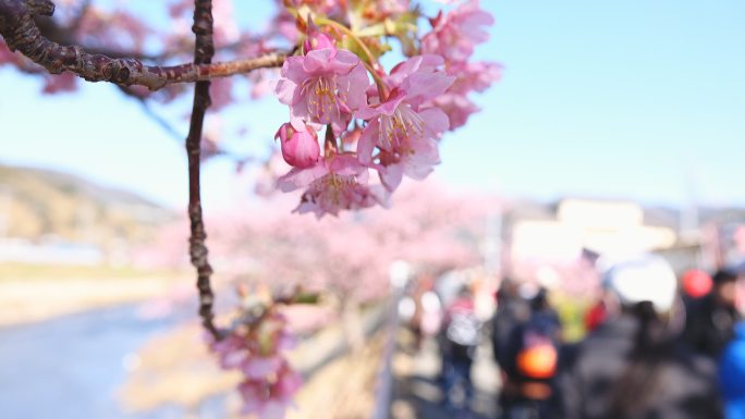 在川崎河欣赏樱花的人们