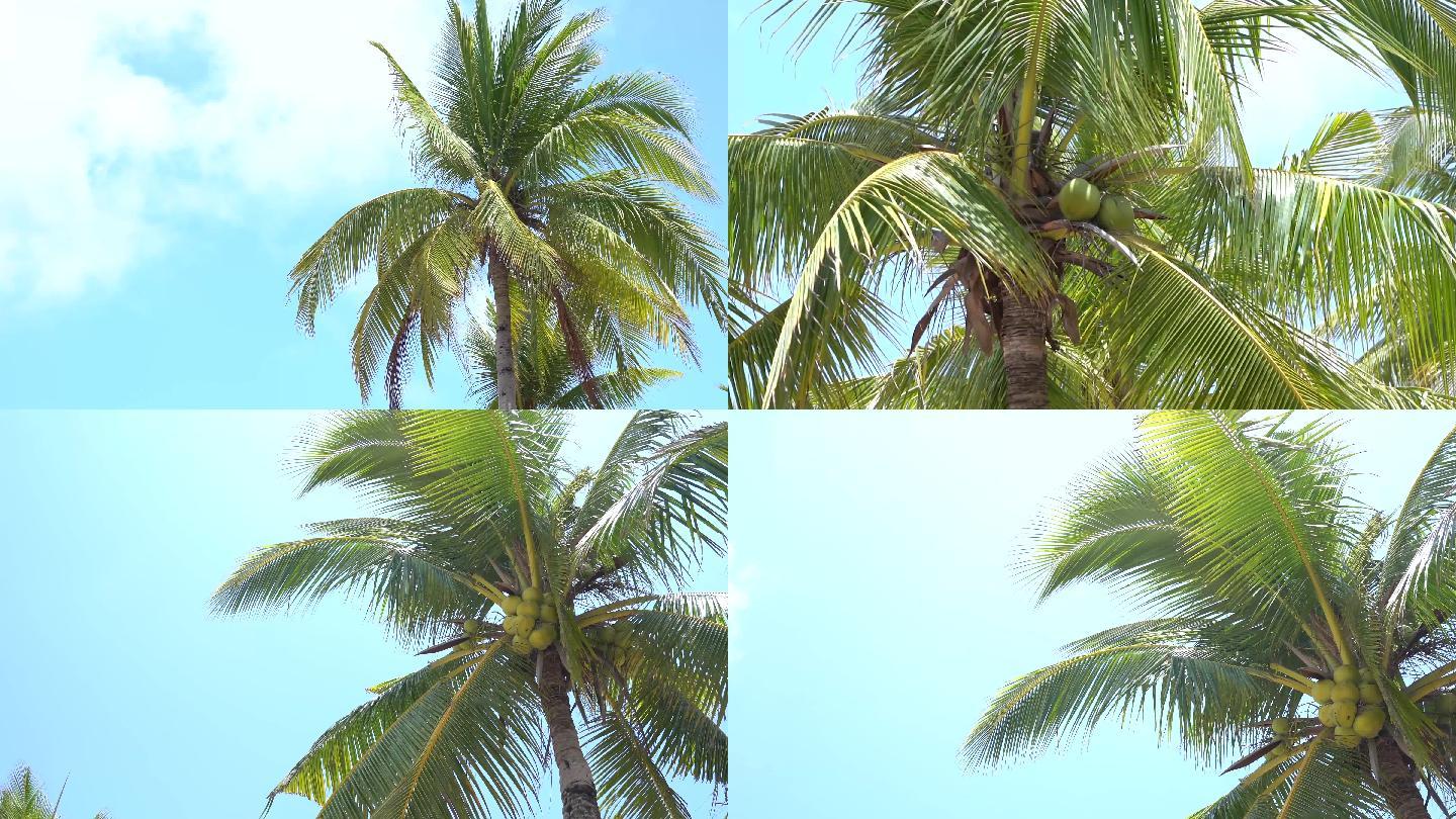 海边椰树椰子视频素材