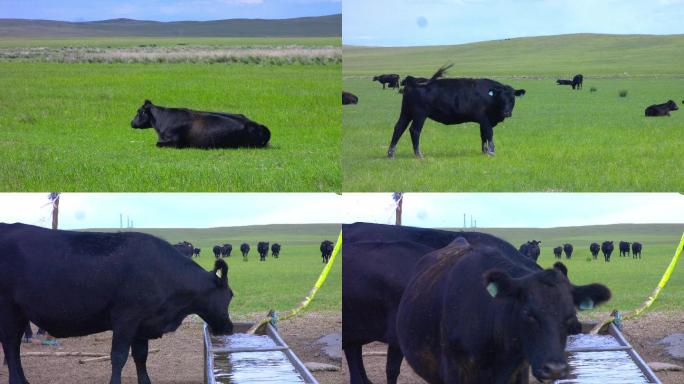 黑牛吃草喝水