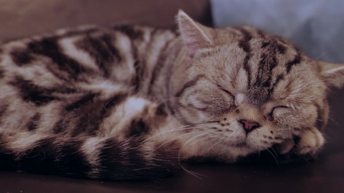 撸猫-可爱小猫睡觉
