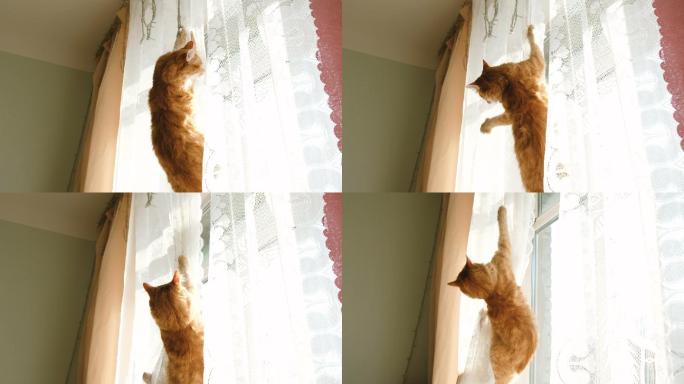 红猫挂在窗帘上摔倒了