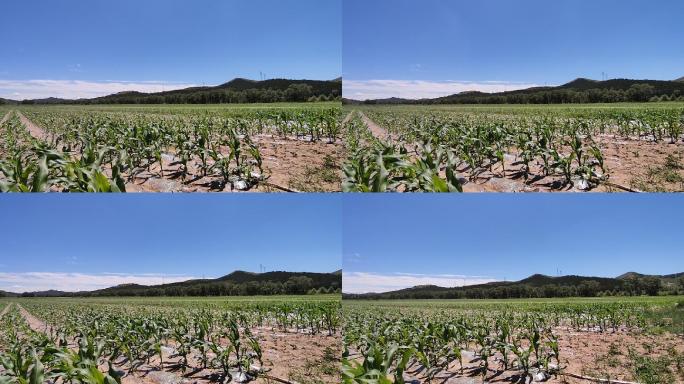 农业玉米覆膜庄稼种植蓝天白云