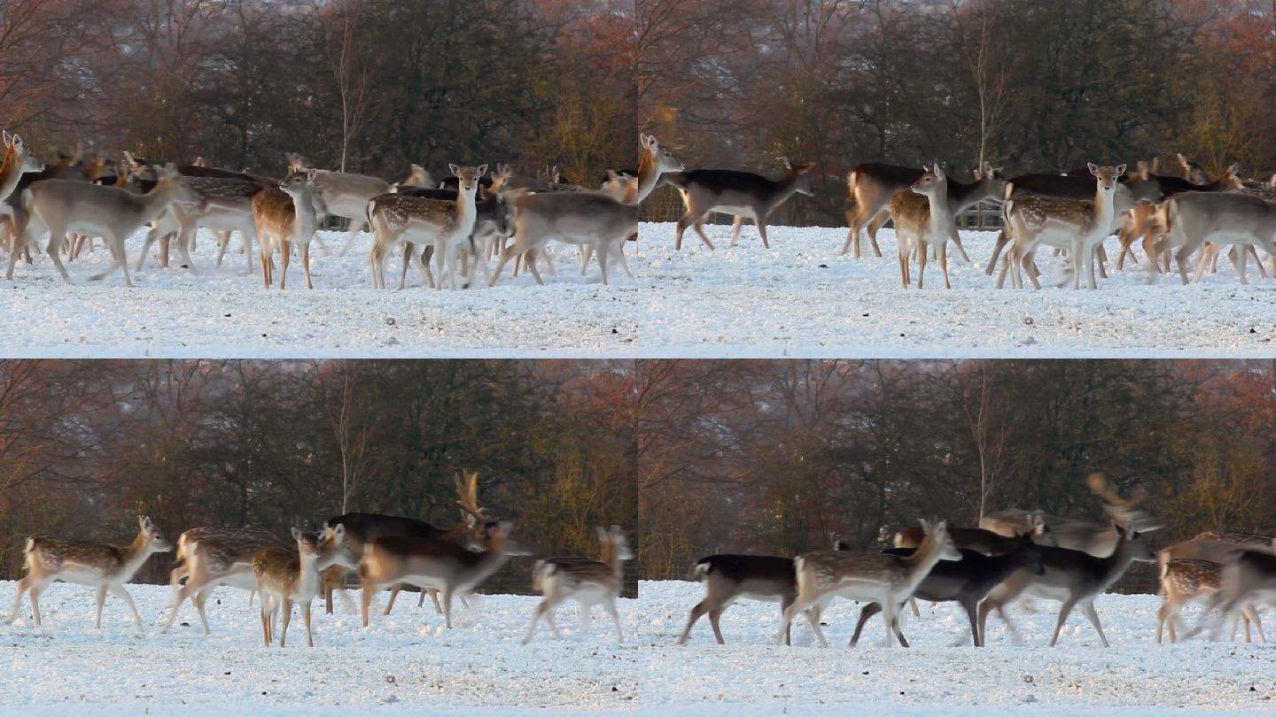 鹿群在雪地里奔跑白鹿原冬天雪天寒冷冰封