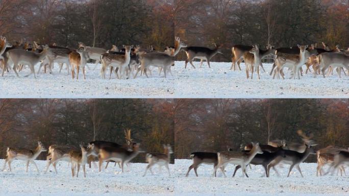 鹿群在雪地里奔跑白鹿原冬天雪天寒冷冰封