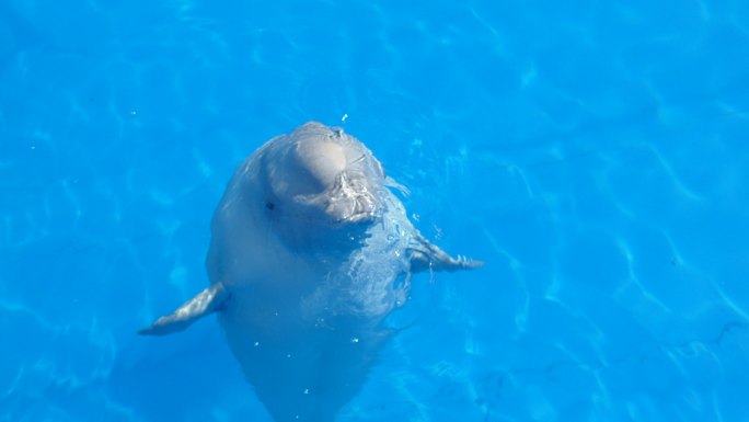 海豚海族馆水族馆公园可爱动物