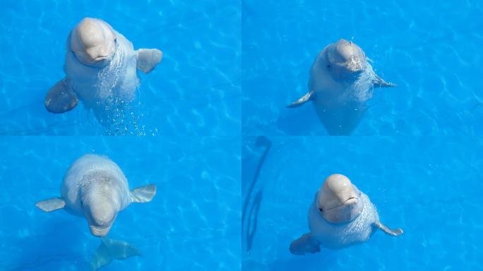 海豚海族馆水族馆公园可爱动物