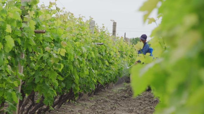 农民种植葡萄