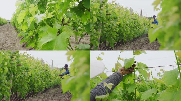 农民种植葡萄