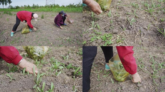 捡野菜 采野菜 曲菜 苣荬菜 苦菜