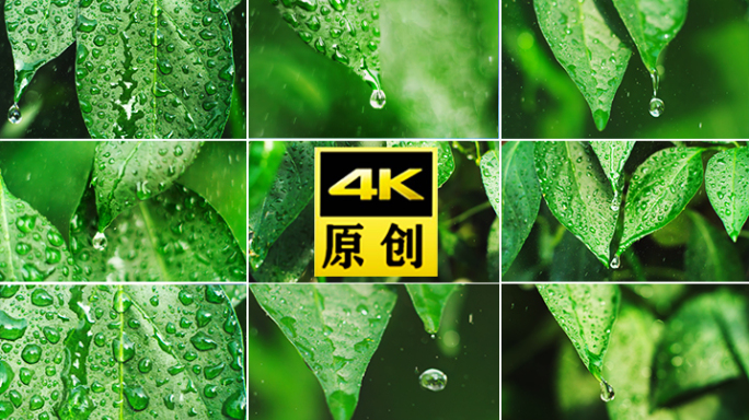 水滴滴水大自然绿色树叶雨绿叶珠雨植物雨水