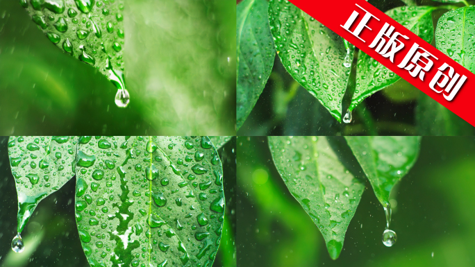 水滴滴水大自然绿色树叶雨绿叶珠雨植物雨水