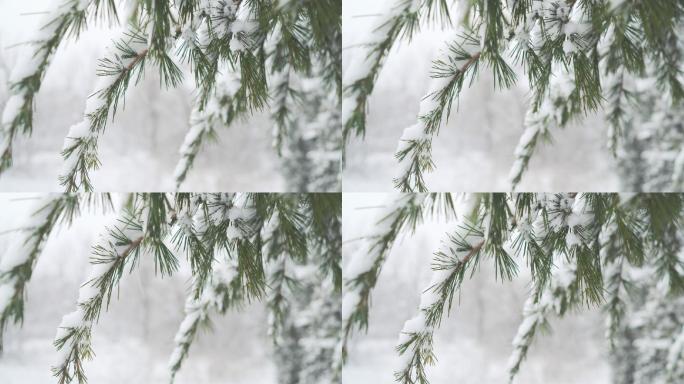 雪落在绿树枝头，城市公园的冬天