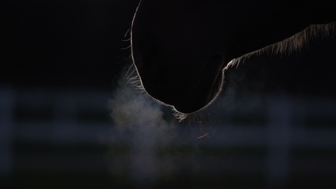 当马吹气时，从鼻孔冒出的热蒸汽