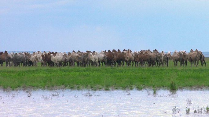 骆驼群喝水吃草