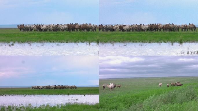 骆驼群喝水吃草