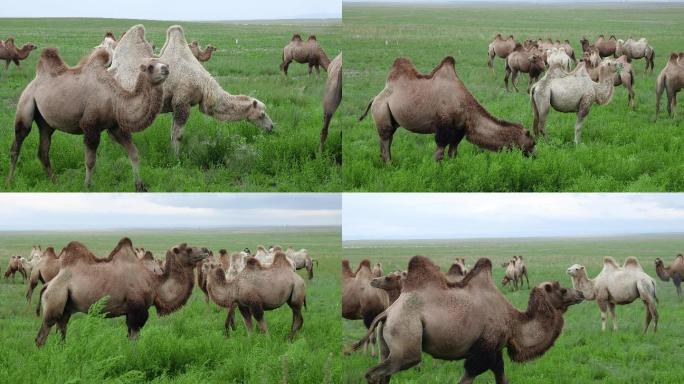 吃草的骆驼