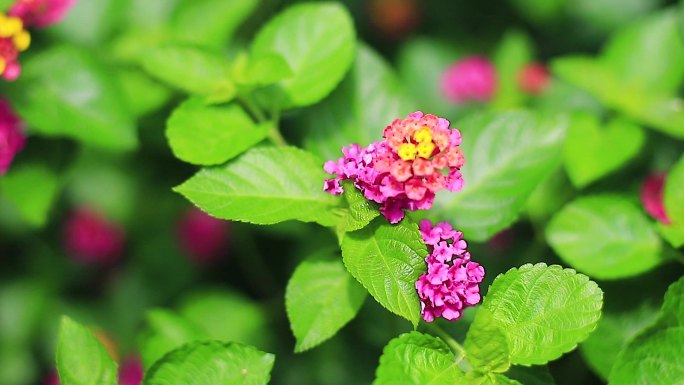 五色绣球花植物鲜花