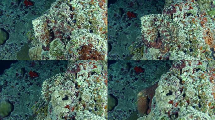 藏在珊瑚礁上的多色章鱼。