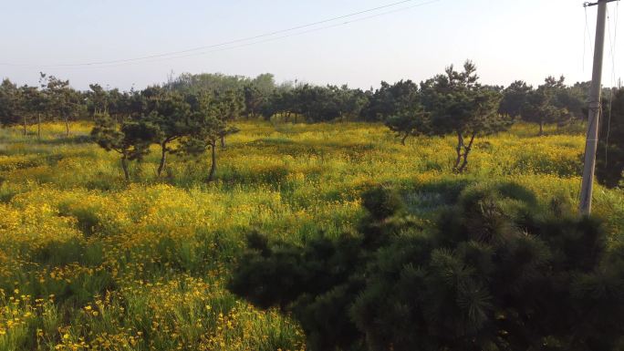 一望无际的花海