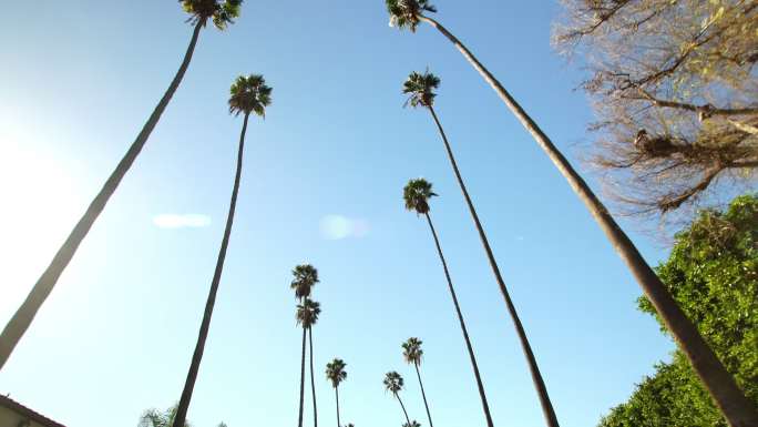 在美国加州洛杉矶比佛利山的棕榈树下开车