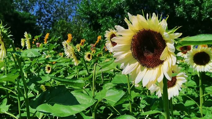 夏日阳光下盛开的向日葵花高清视频素材包一