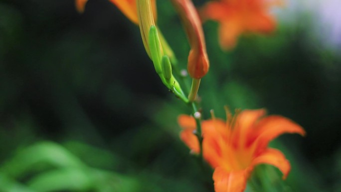 萱草黄花菜草本植物鲜花