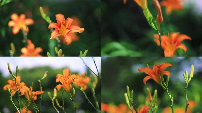 萱草黄花菜草本植物鲜花