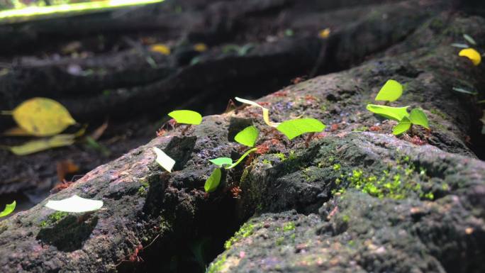 一排蚂蚁走在树干上，背着树叶。