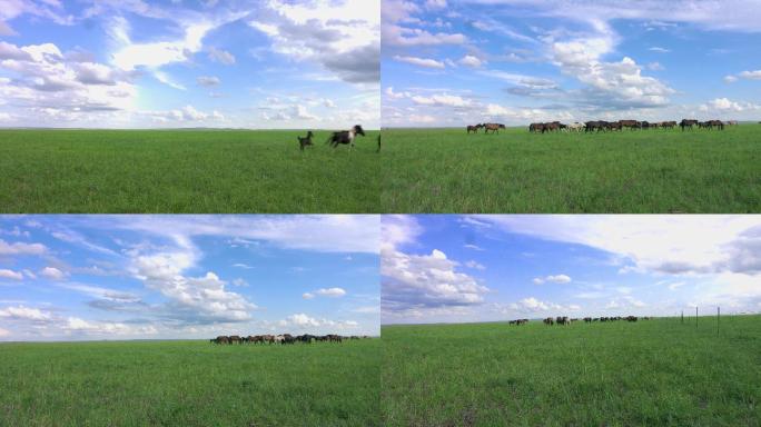 草原上马群吃草