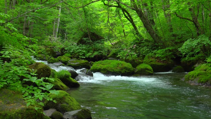 绿色森林中的溪流绿色春天
