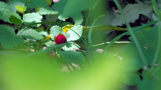 蛇莓、野草莓