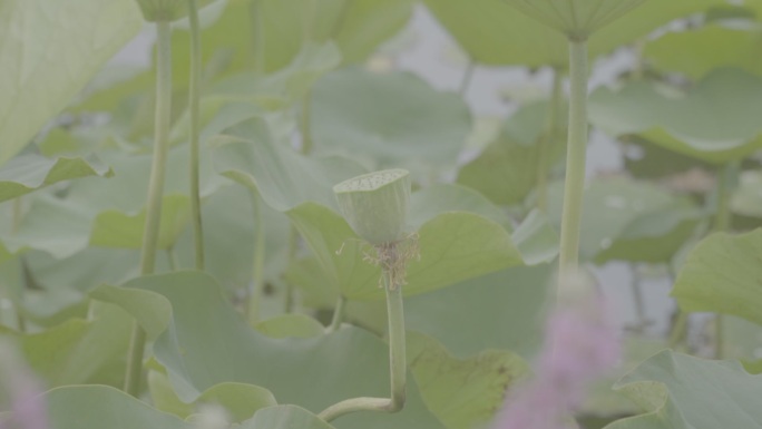 slog3荷花宣传片纪录片广告视频剪