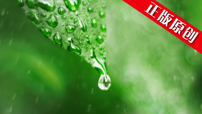 水滴滴水大自然绿色树叶雨滴水珠雨水雨植物
