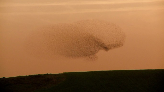 在空中飞舞的虫群航拍新疆沙漠公路骆驼丝绸