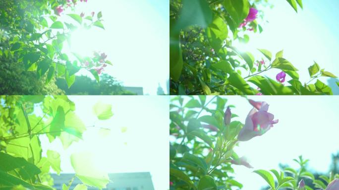唯美视频画面鲜花绿叶树叶阳光花朵