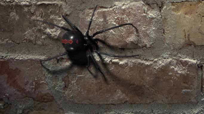 黑寡妇蜘蛛在砖墙上行走