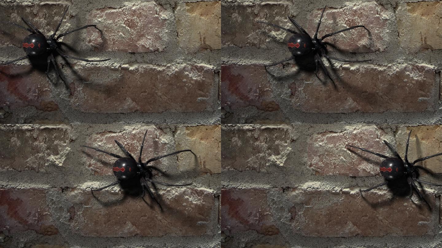 黑寡妇蜘蛛在砖墙上行走