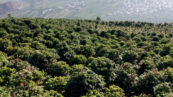 万亩咖啡豆种植基地4K航拍
