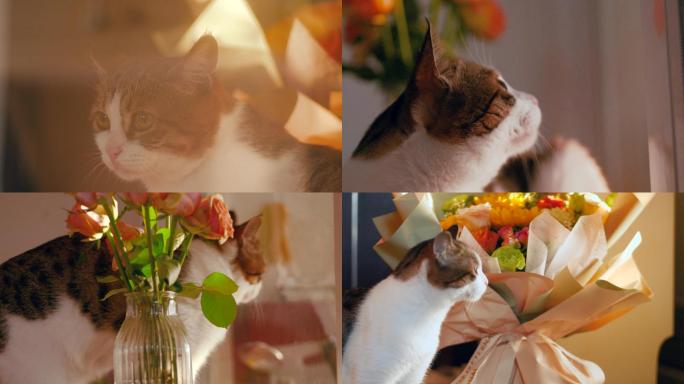 唯美宠物猫咪与花4k视频素材