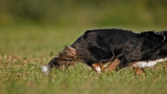 斯洛莫茨边境牧羊犬在草地上奔跑