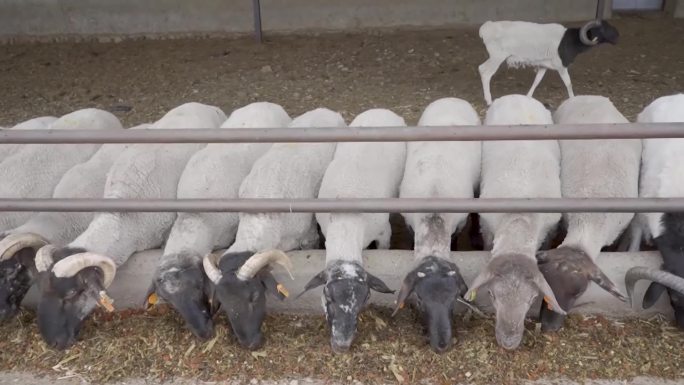 圈养牛羊
